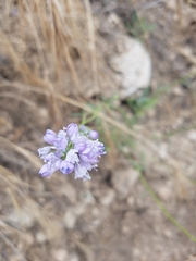 Gilia capitata