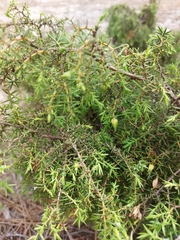 Juniperus navicularis