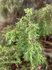 Juniperus navicularis