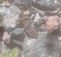 Ulmicola spinipes