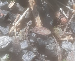 Ulmicola spinipes
