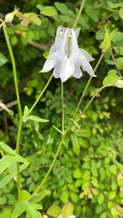 Aquilegia vulgaris