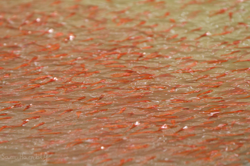 Striped Snakehead, photo 5 of 9