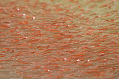 Striped Snakehead photo 5