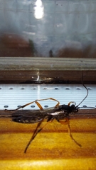 Diphyus quadripunctorius