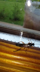 Diphyus quadripunctorius