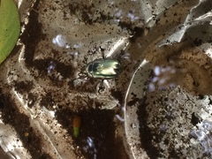 Chrysina