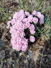 Armeria caespitosa