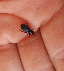 Trachyzelotes pedestris