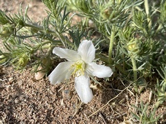 Peganum nigellastrum