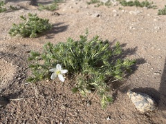 Peganum nigellastrum