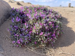 Oxytropis aciphylla