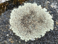 Protoparmeliopsis muralis