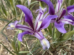 Iris bungei
