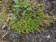 Herniaria glabra