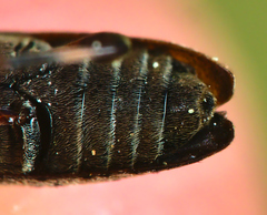 Leiopus femoratus
