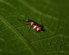 Micropterix ibericella