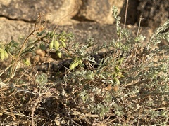 Artemisia xerophytica