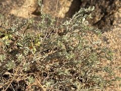 Artemisia xerophytica