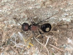 Sigilla dorsata