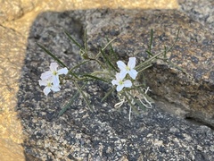 Dontostemon integrifolius