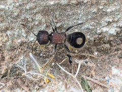 Sigilla dorsata