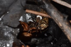 Artoriinae