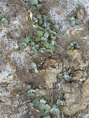 Atriplex sibirica