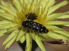 Acmaeodera degener