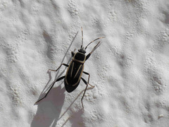 Ragliodes delineatus