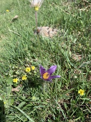 Pulsatilla rubra