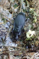 Dicaelus elongatus