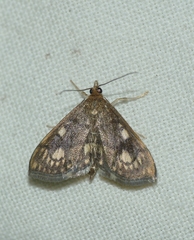 Anania stachydalis
