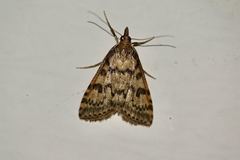 Udea bipunctalis