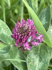 Phyllobius virideaeris