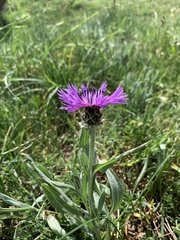 Centaurea nigra carpetana