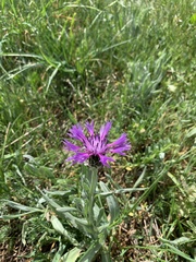 Centaurea nigra carpetana