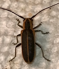 Saperda lateralis