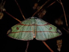 Hypochrosis hyadaria