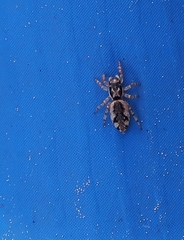 Salticus zebraneus
