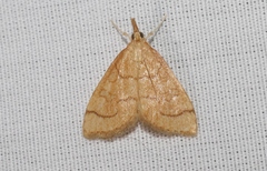 Udea octosignalis