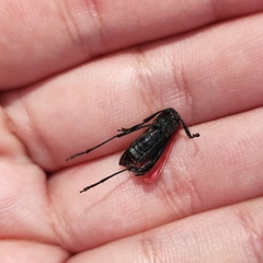 Amarysius altajensis