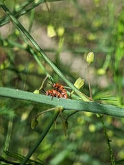 Crioceris duodecimpunctata