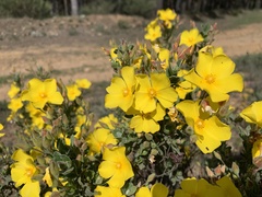 Cistus lasianthus alyssoides