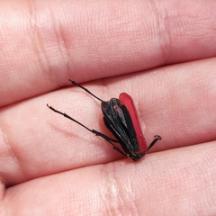 Amarysius altajensis