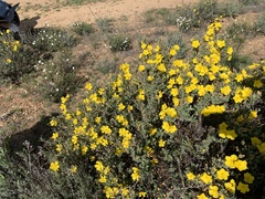 Cistus lasianthus alyssoides