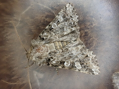 Pachetra sagittigera