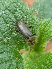 Cortodera femorata