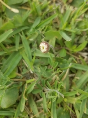 Erigeron procumbens
