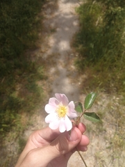 Rosa pouzinii